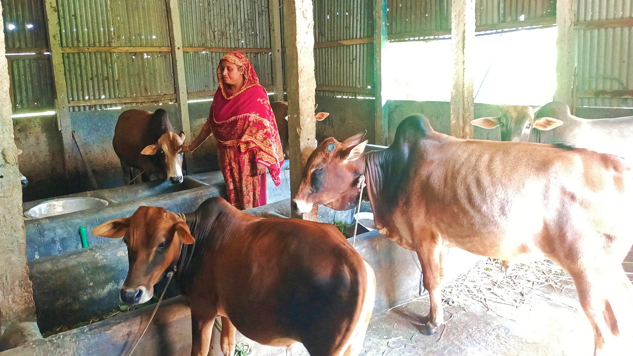 দুগ্ধবতী গাভী লালন পালন অনলাইন কোর্স